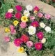 Flori de gradina anuale Portulaca grandiflora / Floare de piatra 