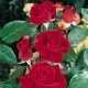 Trandafiri de gradina cu radacina Ingrid Bergman in ghiveci si minim trei ramificatii pe altoi. Varsta minima 3 ani. Trandafiri sanatosi, rezistenti cu inflorire indelungata, si flori deosebite.