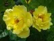  Trandafiri parfumati de gradina Polyantha cu radacini in ghiveci Fresia.Trandafiri Polyantha altoiti cu minim trei ramificatii. Varsta trandafirilor: 3 ani. Trandafiri sanatosi, rezistenti cu inflorire indelungata si flori deosebite. 