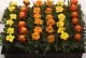 Flori de gradina anuale Tagetes patula nana / Craite. Flori in ghivece de 9 cm