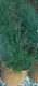 Ierburi graminee Pennisetum alopecuroides'Hameln' 