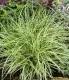  Ierburi graminee decorative Carex h=0.5 m