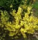 Arbusti gradina frunzis caduc Forsythia Mini Gold 