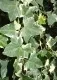 Plante cataratoare Hedera helix Marginata Elegantissima 
