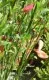 Arbusti gradina frunze cazatoare Cytissus x praecox Zelandia