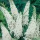 Arbusti gradina frunze cazatoare Buddleja davidii White Bouquet