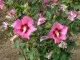 Arbusti cu flori Hybiscus `Rosa`