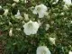 Arbusti cu flori   Hybiscus albus