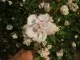 : Hybiscus cu flori duble 