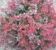 Arbusti pitici cu frunze rosii Berberis thunbergii Atropurpurea Nana