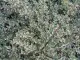 Arbust tarator de gradina Cotoneaster horizontalis variegata