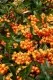 Arbusti gradina Pyracantha Orange Glow
