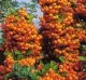 Arbusti gradina Pyracantha Orange Glow 