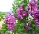 Arbori foiosi ROBINIA PSEUDOACACIA CASQUE ROUGE (salcam cu flori rozi) 