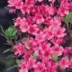 Azalea japonica Rosa