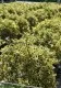 Arbust frunze persistente Ilex auifolium Argenteomarginata