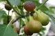 Arbusti fructiferi Smochin (Ficus Carica) la ghiveci 2-2,5m 