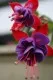 Plante de balcon curgatoare (Fuchsia hybrida) cercelus