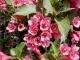  Arbusti cu flori Weigela Bristol Ruby