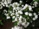  Arbusti gradina Philadelphus Virginal (iasomie cu flori duble) 