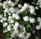  Arbusti gradina Philadelphus Virginal iasomie cu flori duble