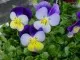 Flori de gradina bienale Viola mini / Panselute miniaturale