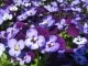  Viola cornuta mini / Panselute miniaturale