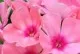 Flori de gradina perene PHLOX PANICULATA/ PHLOX PANICULATA SWIT SUMMER ORANGE 