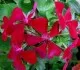 Plante de balcon muscate curgatoare cu floare simpla BLIZZARD DARK RED
