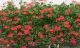 Plante de balcon muscate curgatoare cu floare simpla (Pelargonium peltatum V D P