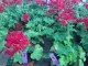 Plante de balcon muscate curgatoare cu floare dubla (Pelargonium Peltatum grena Tommy)