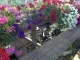 Plante de balcon petunii curgatoare (Petunia hybrida pendula)