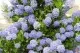 Arbusti gradina Ceanothus thyrsiflorus Blue 