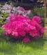 Arbusti cu flori Azalea japonica`Amonea