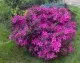 Arbusti cu flori Azalea japonica Amoena (violet-purpuriu)