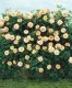 Plante urcatoare Trandafir catarator galben h=2m
