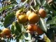 Pomi fructiferi exotici, Kaki (curmal japonez) (Diospyros virginiana).