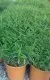 Ierburi graminee decorative Bambusa nana (Pleioblastus pumilus) h=0.5 m