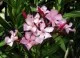 Plante de balcon NERIUM OLEANDER (leandru roz) ghiveci 8 litri h=80-100 cm. Poza 8599