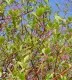 Arbusti de gard viu CORNUS ALBA SIBIRICA la ghiveci 5-7 litri , h=80-100 cm. Poza 8884