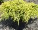 Arbusti rasinosi Juniperus chinensis Armstrong Gold,  ghiveci 5 litri,40-60 cm. Poza 8920