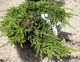 Arbusti rasinosi Juniperus communis repanda, ghiveci 3 litri , 30-40 cm. Poza 8932