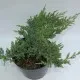 Arbusti rasinosi Juniperus Prince of Wales, ghiveci 3 litri , 30-50 cm. Poza 8941