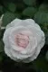 Tradafir pitic. trandafir de colectie Aspirin. Poza 9006