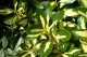 Arbust frunze persistente EUONYMUS JAPONICUS AUREUS ghiveci 30 litri, h=100-125 cm. Poza 9479