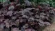 Flori de gradina perene Heuchera, frunzis visiniu inchis. Poza 9705