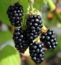 Arbusti fructiferi mur Black Satin in ghiveci 3l