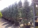Plantare arbori, arbusti si copaci in containere de 90 litri