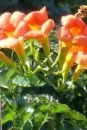 Plante agatatoare Campsis radicans Flamenco  la ghiveci 2 litri, h=40--80 cm