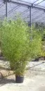 Bambus auriu, Phyllostachys Aurea  h=2-2,5 m, ghiveci 18 litri